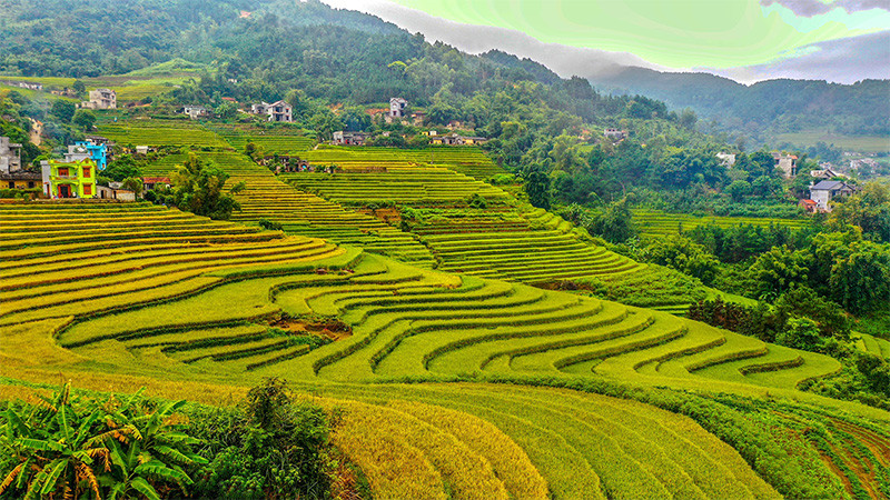 Những thửa ruộng bậc thang tuyệt đẹp tại Quảng Ninh