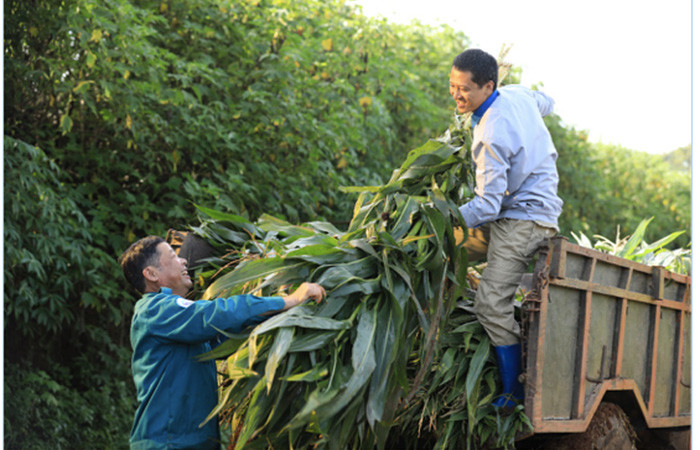 Từ mô hình “lấy nông dân làm trọng tâm phát triển”, trong suốt 25 năm có mặt tại Việt Nam, thương hiệu Cô Gái Hà Lan đã hợp tác với 7.000 hộ nông dân và phát triển đàn bò sữa đến 35.000 con.