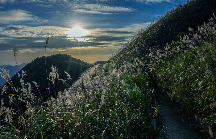Cánh đồng lau tuyệt đẹp tại Bình Liêu – Tác giả: Đặng Ngọc Quang