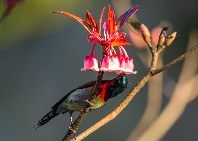 Chim hút mật từ đào chuông tại Bà Nà. Ảnh: Nguyễn Sanh Quốc Huy