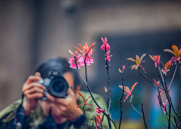 Nhiếp ảnh gia “săn” đào chuông trên đỉnh Bà Nà