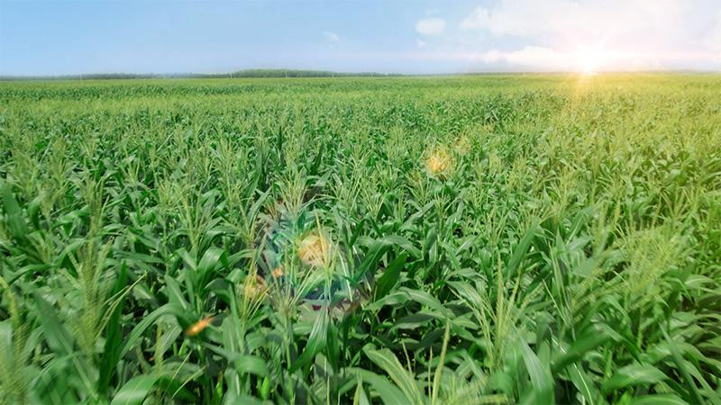 Cánh đồng bắp tươi tại Trang trại sinh thái Vinamilk Green Farm Tây Ninh