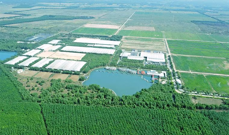 Hệ thống trang trại sinh thái Green Farm mới của Vinamilk có quy mô đàn bò hàng chục ngàn con trên diện tích rộng hàng ngàn hecta
