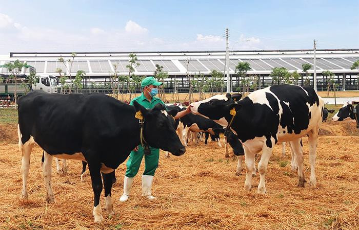 Vinamilk vừa đón đàn bò sữa 2.100 con từ Mỹ, nằm trong kế hoạch nhập khẩu hơn 5.000 bò sữa năm 2021 của Công ty