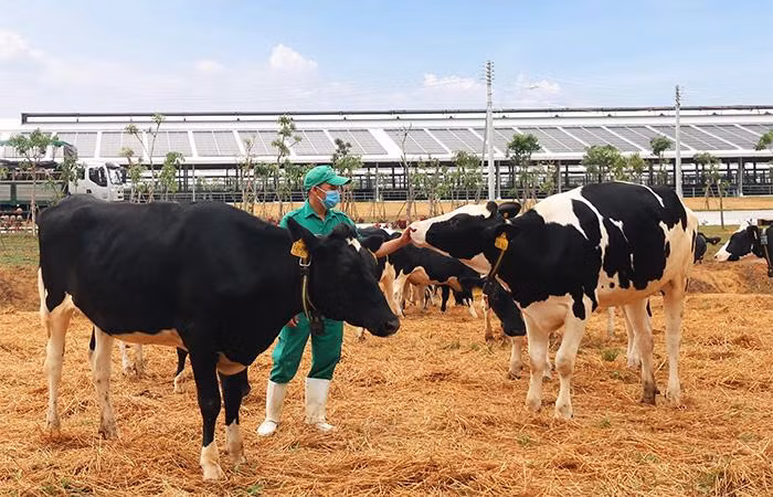 Vinamilk vừa đón đàn bò sữa 2.100 con từ Mỹ, nằm trong kế hoạch nhập khẩu hơn 5.000 bò sữa năm 2021 của Công ty