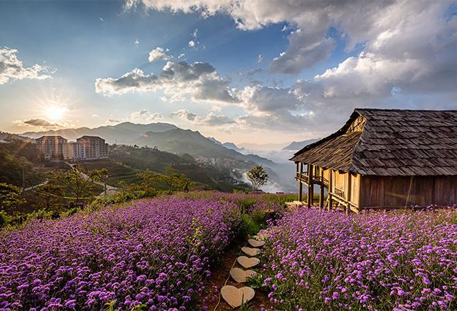 Đồi hoa tím thơ mộng tại Sun World Fansipan Legend