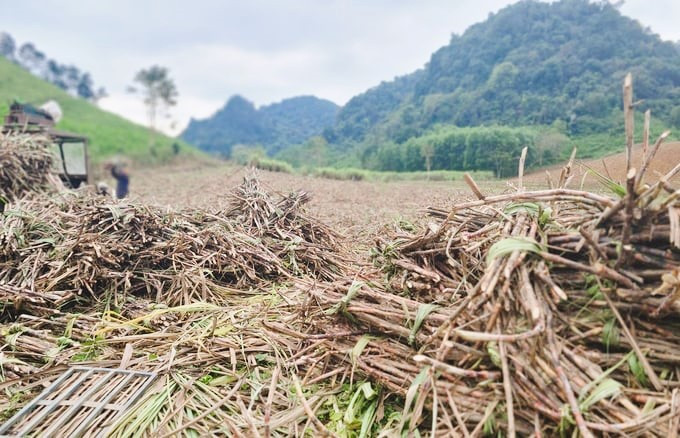 Mô hình hợp tác trồng mía giữa nông dân thung Mánh với NASU đang mang lại hiệu quả kinh tế cao gấp 2 - 3 lần so với các cây trồng khác tại địa phương