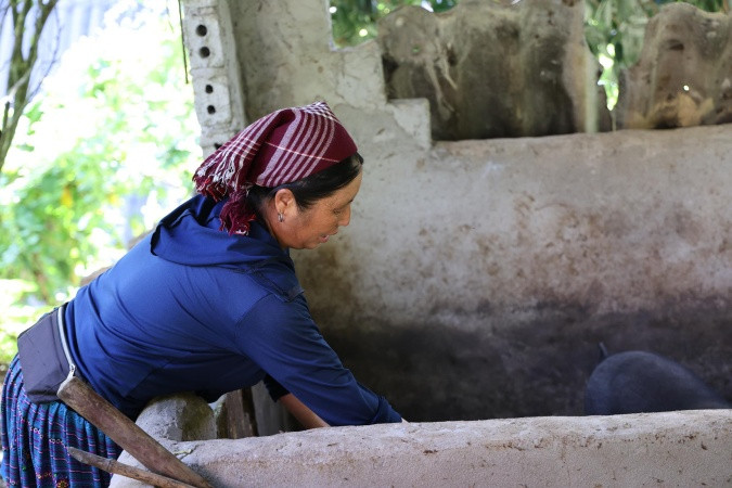 Đàn lợn góp phần cải thiện sinh kế cho gia đình chị Hầu Thị M.