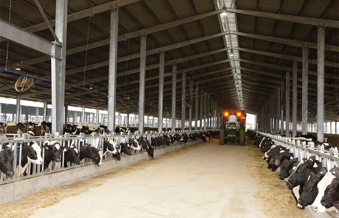 Trang trại bò sữa TH tại Nghĩa Đàn hiện có quy mô hơn 45.000 con, được chăn nuôi theo các phương pháp hiện đại, ứng dụng công nghệ cao
