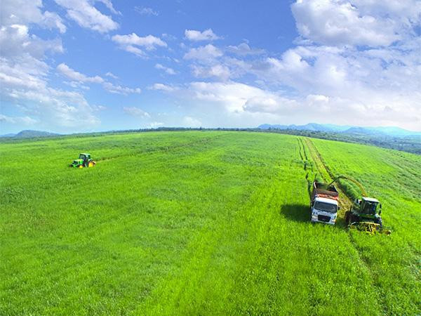 Những cánh đồng cỏ Mombasa tại trang trại TH được trồng làm thức ăn cho bò.