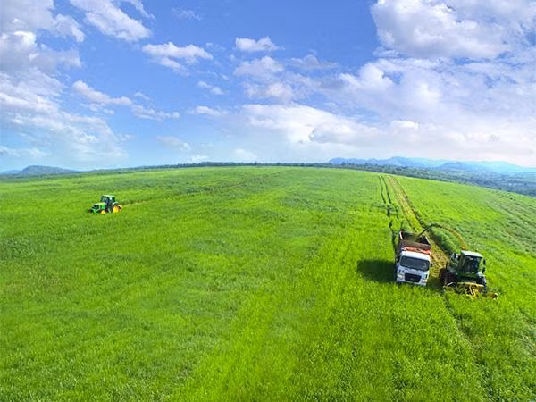 Những cánh đồng cỏ Mombasa tại trang trại TH được trồng làm thức ăn cho bò.