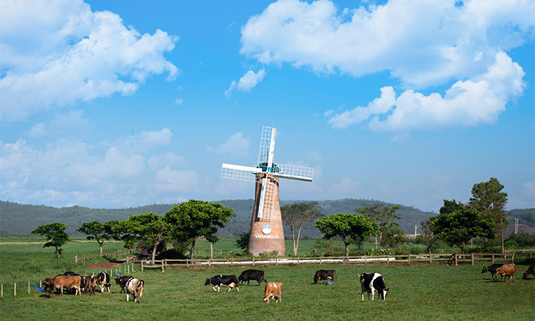 Bò sữa organic được chăn thả tự nhiên trên các đồng cỏ đạt chuẩn hữu cơ châu Âu tại trang trại Vinamilk Organic Đà Lạt
