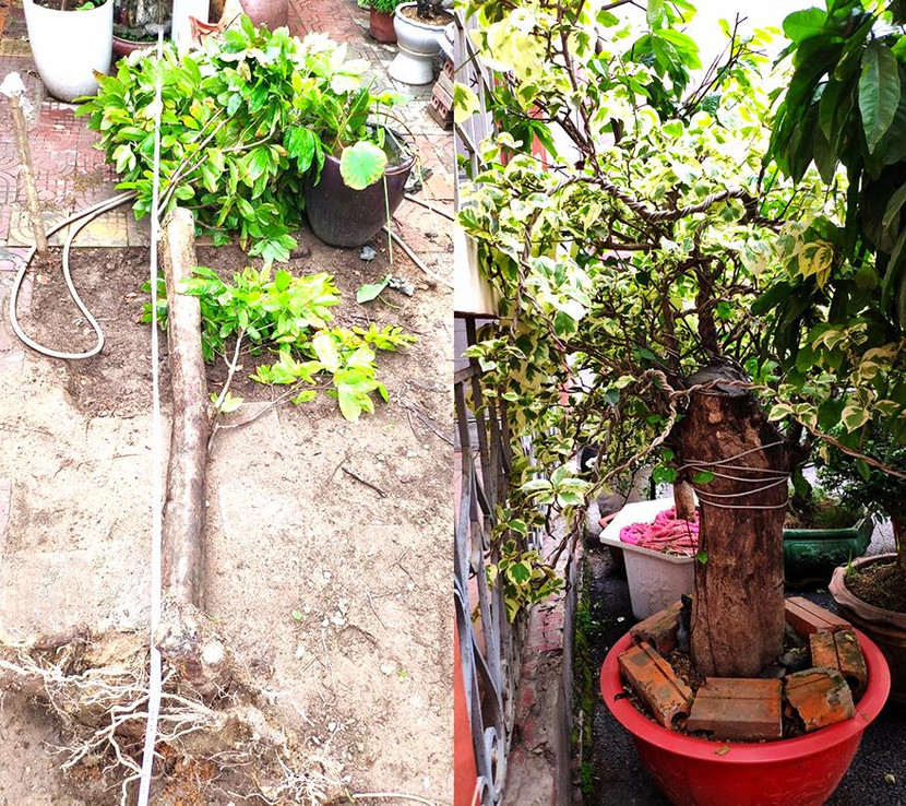 Một số cây cảnh do Cường và Thịnh trộm cắp của nhà dân Một số cây cảnh do Cường và Thịnh trộm cắp của nhà dân