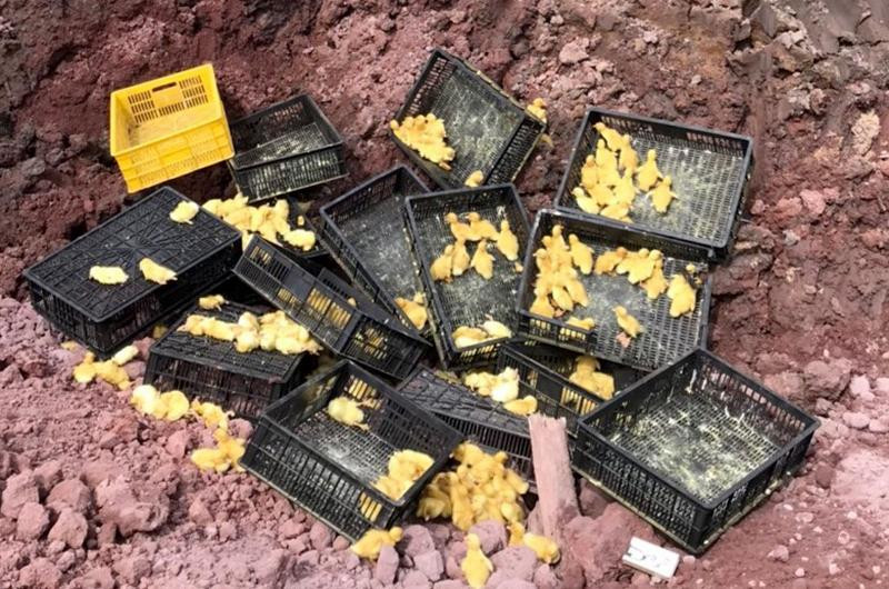 Công an huyện Tiên Yên phối hợp với lực lượng chức năng tiêu huỷ hàng nghìn con vịt giống nhập lậu