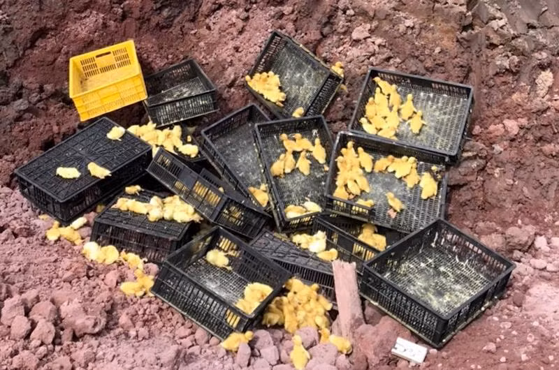 Công an huyện Tiên Yên phối hợp với lực lượng chức năng tiêu huỷ hàng nghìn con vịt giống nhập lậu