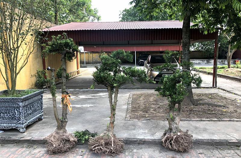 3 cây Tùng La Hán do Vĩnh trộm cắp tại Chùa Tiên Tường đã được cơ quan Công an thu hồi trong quá trình điều tra 3 cây Tùng La Hán do Vĩnh trộm cắp tại Chùa Tiên Tường đã được cơ quan Công an thu hồi trong quá trình điều tra