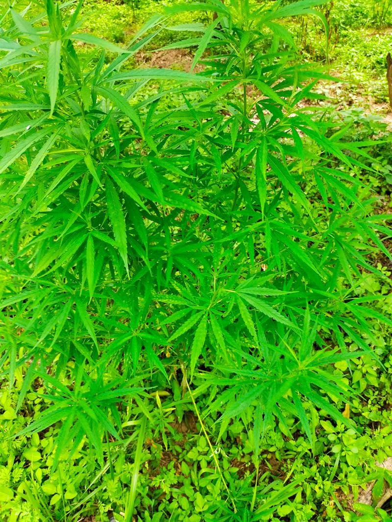 Cả trăm cây cần sa được người đàn ông nước ngoài trồng tại khu vực bãi giữa sông Hồng bị Công an phường Ngọc Thuỵ phối hợp với đội nghiệp vụ Công an quận Long Biên kiểm tra phát hiện thu giữ