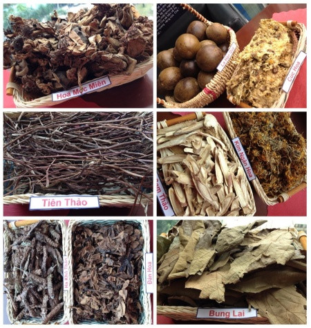 Các nguyên liệu tự nhiên tạo nên sản phẩm Trà thanh nhiệt Dr Thanh nổi tiếng tại thị trường Việt Nam