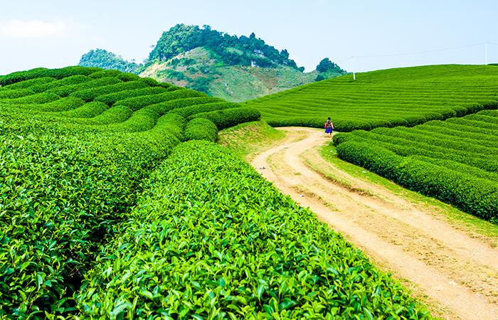TH true TEA sử dụng trà nguyên liệu được trồng ở các vùng chè cao nguyên nổi tiếng Việt Nam như Mộc Châu (Sơn La), Hà Giang. TH true TEA sử dụng trà nguyên liệu được trồng ở các vùng chè cao nguyên nổi tiếng Việt Nam như Mộc Châu (Sơn La), Hà Giang.
