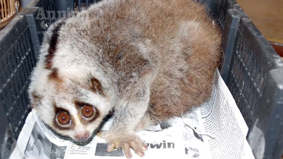  “Giải cứu” 3 cá thể động vật quí hiếm về với thiên nhiên ảnh 1