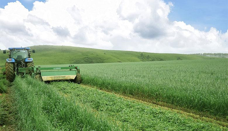 Cánh đồng yến mạch, bắp hữu cơ tại Trang trại bò sữa Lao-Jagro ở Xiêng Khoảng (Lào), ảnh chụp tháng 5/2021 Cánh đồng yến mạch, bắp hữu cơ tại Trang trại bò sữa Lao-Jagro ở Xiêng Khoảng (Lào), ảnh chụp tháng 5/2021