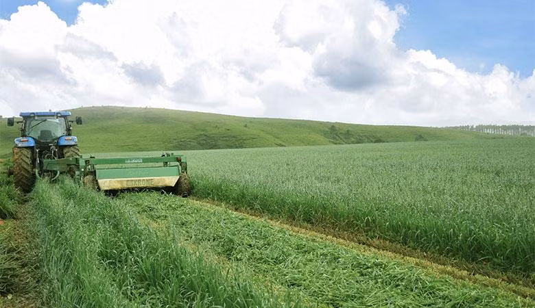 Cánh đồng yến mạch, bắp hữu cơ tại Trang trại bò sữa Lao-Jagro ở Xiêng Khoảng (Lào), ảnh chụp tháng 5/2021