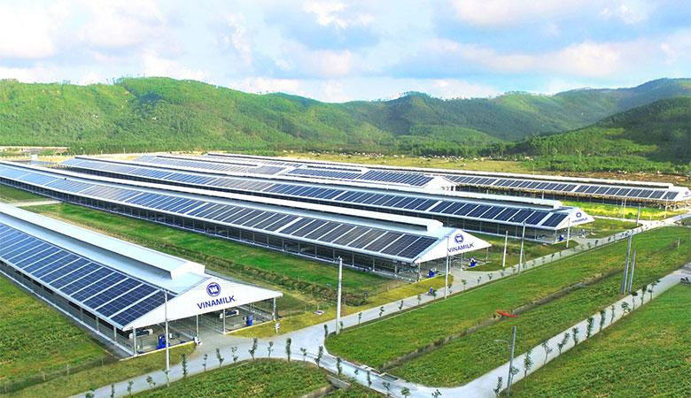 Trang trại Vinamilk Green Farm tại Quảng Ngãi có quy mô đàn bò sữa 4.000 con Trang trại Vinamilk Green Farm tại Quảng Ngãi có quy mô đàn bò sữa 4.000 con