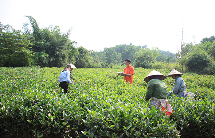 Cán bộ Công ty Núi Pháo khảo sát mô hình thâm canh chè