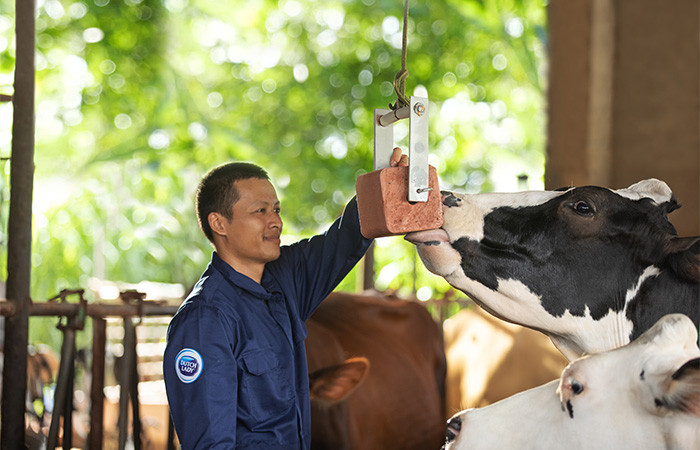 Người nông dân Cô Gái Hà Lan luôn dành cho đàn bò sự quan tâm, chăm sóc đặc biệt để bò luôn có trạng thái sức khỏe tốt, mang đến nguồn sữa nguyên liệu chất lượng cao. Người nông dân Cô Gái Hà Lan luôn dành cho đàn bò sự quan tâm, chăm sóc đặc biệt để bò luôn có trạng thái sức khỏe tốt, mang đến nguồn sữa nguyên liệu chất lượng cao.