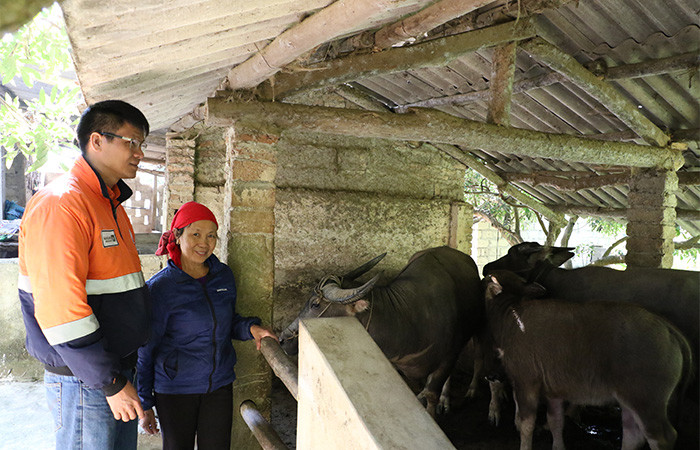 Bà Nguyễn Thị Mỹ (huyện Đại Từ, tỉnh Thái Nguyên) sử dụng nguồn vốn vay để chăn nuôi, phát triển kinh tế gia đình.