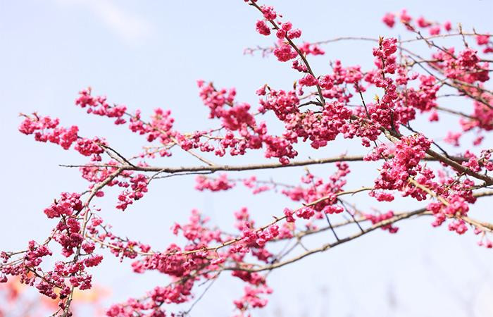 Không như anh đào Nhật Bản hay đào rừng Sa Pa, anh đào Himalaya mang một nét đẹp độc đáo với nhưng bông hoa thanh tao mang hình dáng những chiếc chuông nhỏ, nở thành từng chùm dày với sắc hồng đậm hút mắt người nhìn.