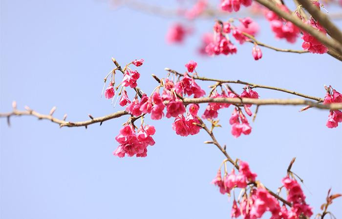 4 năm trước, từ những cây anh đào Himalaya tự nhiên trong rừng Hoàng Liên Sơn, các nhân viên chăm sóc cây xanh của khu du lịch Sun World Fansipan Legend đã kỳ công nhân giống, chăm sóc loài hoa quý, để giờ đây Sun World Fansipan Legend hội tụ tới hơn 100 gốc anh đào Himalaya, tạo nên một khung cảnh mãn nhãn hiếm có.