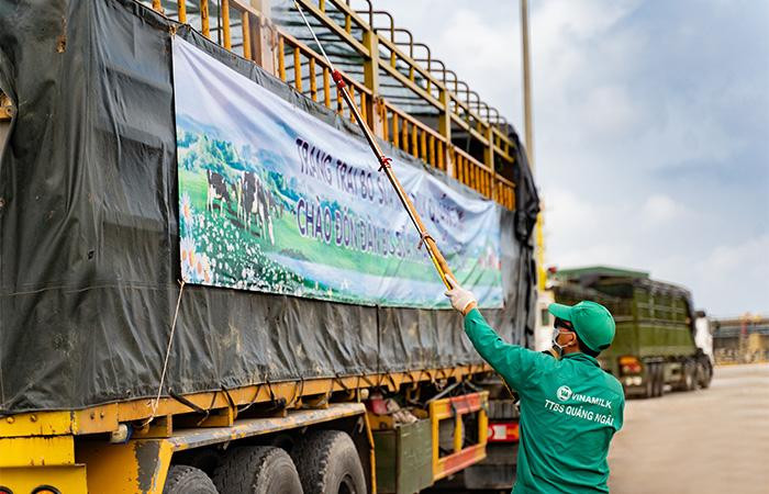 Các công tác khử khuẩn và sát trùng được Vinamilk thực hiện nghiêm ngặt trong toàn bộ quá trình tiếp nhận bò
