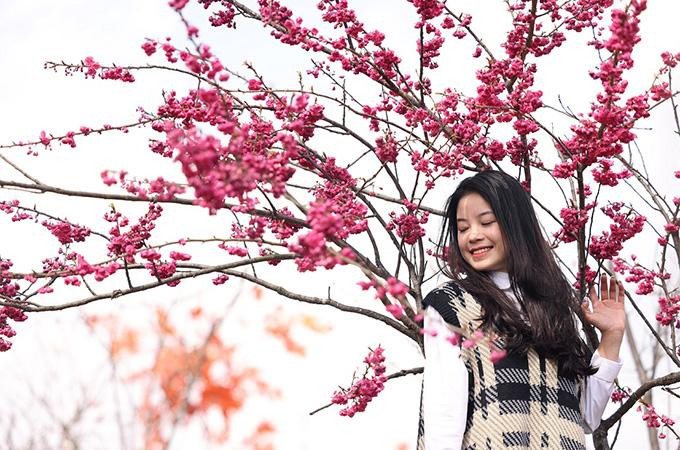 Thích thú chụp ảnh check-in bên anh đào Himalaya, chị Hoàng Ngọc, du khách từ Yên Bái chia sẻ: “Chuyến đi tới Sa Pa của tôi đầu năm nay thật sự đầy bất ngờ thú vị, khi được chiêm ngưỡng hoa anh đào và đào rừng cổ đủ loại tại khu du lịch Sun World Fansipan Legend. Đặc biệt, anh đào Himalaya có màu hồng đậm rất đẹp. Nếu giống hoa này được nhân rộng, Fansipan sẽ là điểm đến ấn tượng mỗi mùa xuân”.