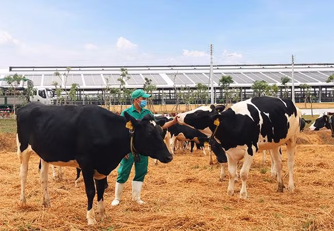 Bò sữa được đi dạo trong khu sân chơi được trải đệm rơm tại Trang trại Vinamilk Quảng Ngãi.