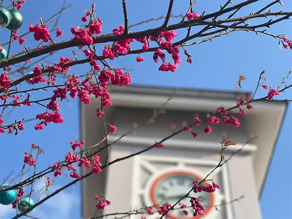 Từng chùm hoa anh đào Himalaya hồng thắm nổi bật trên nền tháp đồng hồ ngay phía ngoài Sun World Fansipan Legend mang đến một khung hình lãng mạn như thể chốn Phù tang, đốn tim những lữ khách du xuân dịp này.