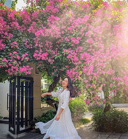 Giàn hoa giấy tím ngắt hút mắt tại FLC Sầm Sơn (Ảnh: kimm.vuu)