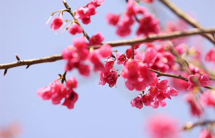 Du khách tham quan, vãn cảnh Sun World Fansipan Legend dịp này có thể bắt gặp hoa anh đào Himalaya chủ yếu ở khu vực chợ quê, vườn hoa bốn mùa, hay dọc tuyến tàu hoả Mường Hoa nên thơ.