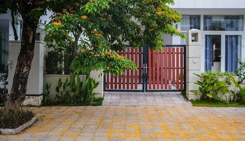 Giáng hương nở rợp trời, trải thảm vàng khắp lối đi (Ảnh: FLC Sầm Sơn) Giáng hương nở rợp trời, trải thảm vàng khắp lối đi (Ảnh: FLC Sầm Sơn)