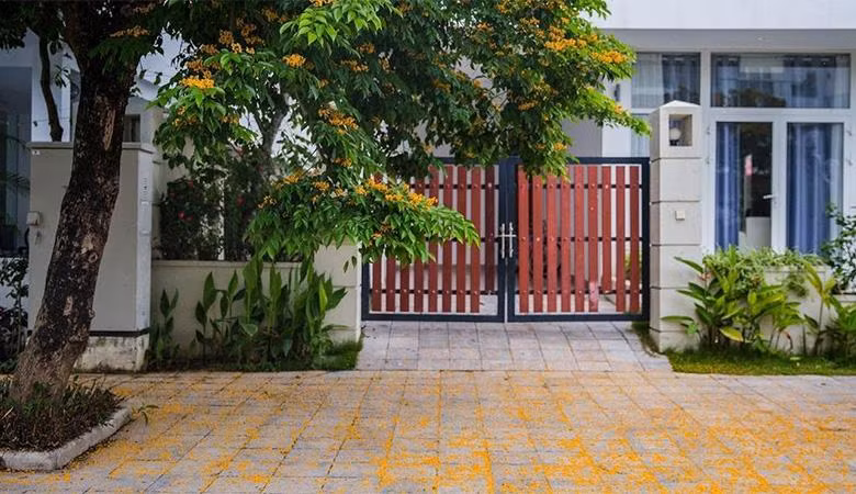 Giáng hương nở rợp trời, trải thảm vàng khắp lối đi (Ảnh: FLC Sầm Sơn)