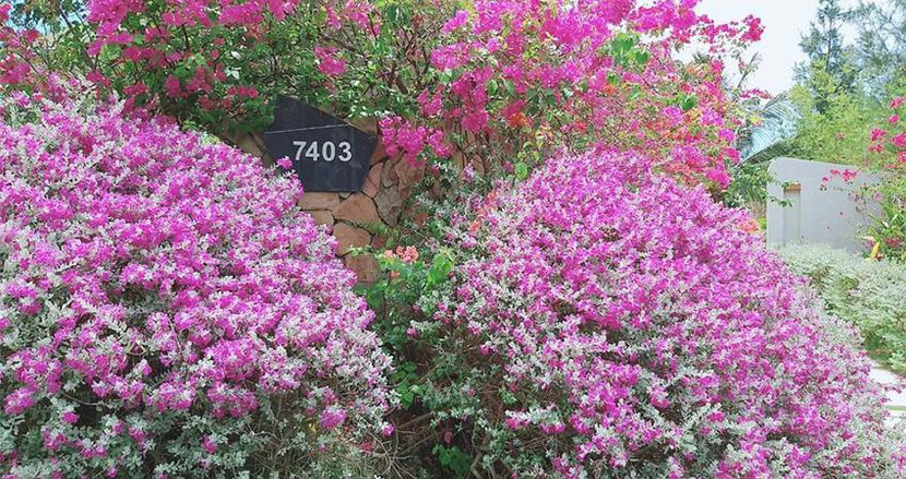 Tuyết sơn phi hồng tượng trưng cho sức sống mãnh liệt giữa miền nắng gió (Ảnh: FLC Quy Nhơn) Tuyết sơn phi hồng tượng trưng cho sức sống mãnh liệt giữa miền nắng gió (Ảnh: FLC Quy Nhơn)