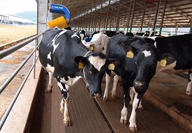 Khu vực chuồng trại có hệ thống làm mát tự động và chổi massage tự động giúp bò dễ chịu, không bị căng thẳng và hồi phục nhanh sau một hành trình dài