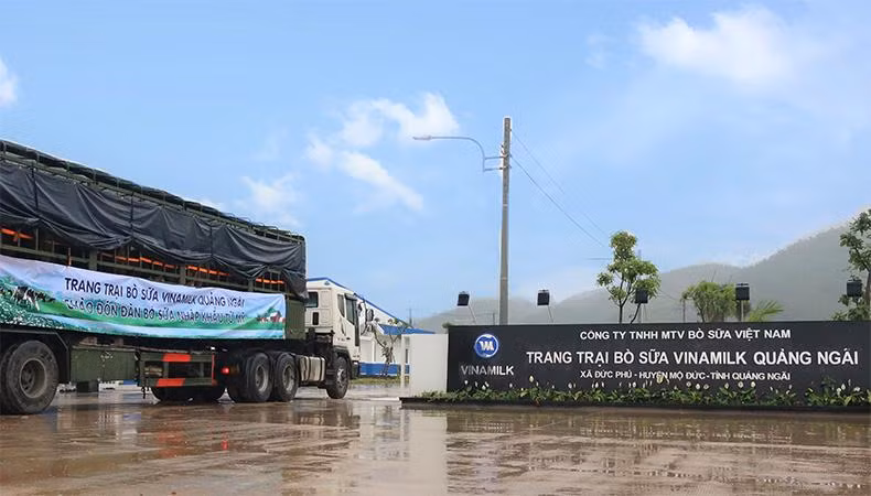 Cơn mưa trái mùa không gây nhiều trở ngại mà ngược lại làm dịu cái nắng nóng của miền Trung những ngày qua, giúp đàn bò sữa cảm thấy dễ chịu hơn