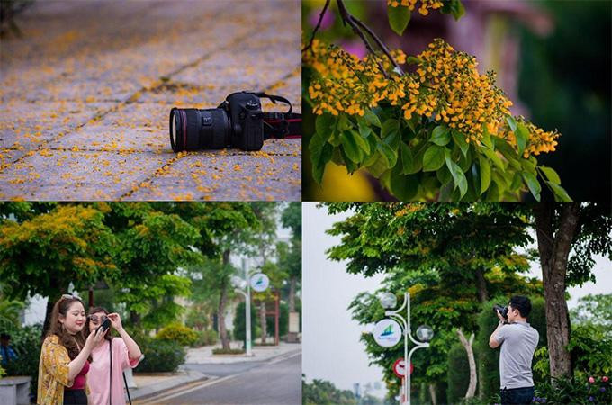 Loài hoa mang hương sắc mong manh thu hút nhiều bạn trẻ đến tham quan chụp hình(Ảnh: FLC Sầm Sơn) Loài hoa mang hương sắc mong manh thu hút nhiều bạn trẻ đến tham quan chụp hình(Ảnh: FLC Sầm Sơn)