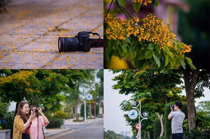 Loài hoa mang hương sắc mong manh thu hút nhiều bạn trẻ đến tham quan chụp hình(Ảnh: FLC Sầm Sơn)