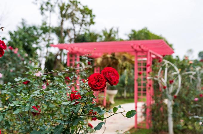 Flamingo Đại Lải Resort - Vương quốc của hoa hồng, tình yêu và nghệ thuật Flamingo Đại Lải Resort - Vương quốc của hoa hồng, tình yêu và nghệ thuật