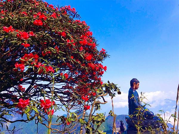 Cây đỗ quyên trăm tuổi nở hoa tại quần thể tâm linh Fansipan Cây đỗ quyên trăm tuổi nở hoa tại quần thể tâm linh Fansipan