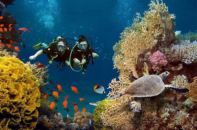 San hô ở biển Maldives tuyệt đẹp, không cần bơi xa quá 100m là có thể tận mắt ngắm các loài cá sặc sỡ giữa những nhánh san hô đủ màu San hô ở biển Maldives tuyệt đẹp, không cần bơi xa quá 100m là có thể tận mắt ngắm các loài cá sặc sỡ giữa những nhánh san hô đủ màu