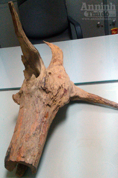 Dân buôn mua “nhầm” gỗ sưa... giả ảnh 5 Dân buôn mua “nhầm” gỗ sưa... giả ảnh 5