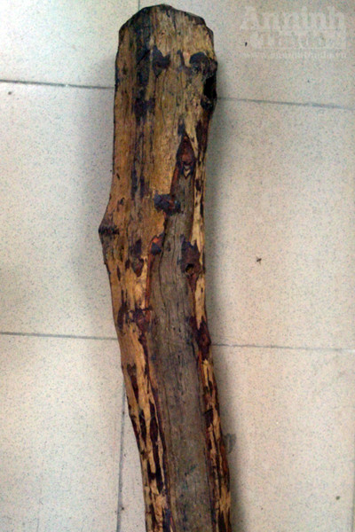 Dân buôn mua “nhầm” gỗ sưa... giả ảnh 4